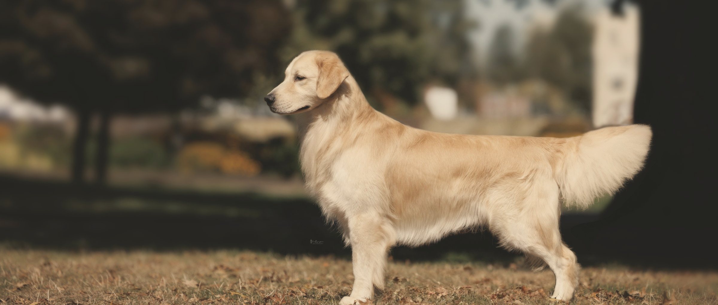 A golden retriever stacked in warm autumn light at the edge of a treeline