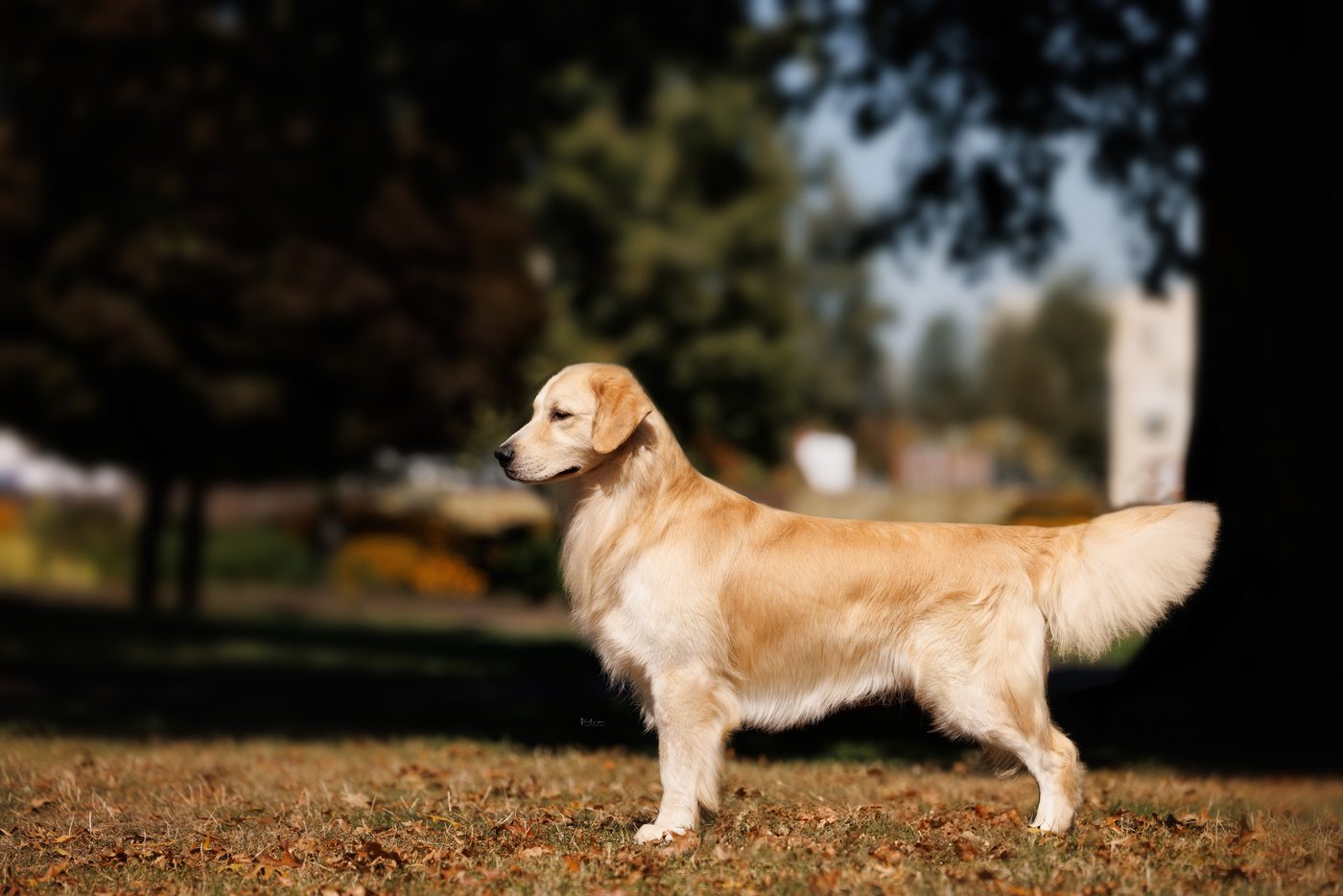 A golden retriever stacked in warm autumn light