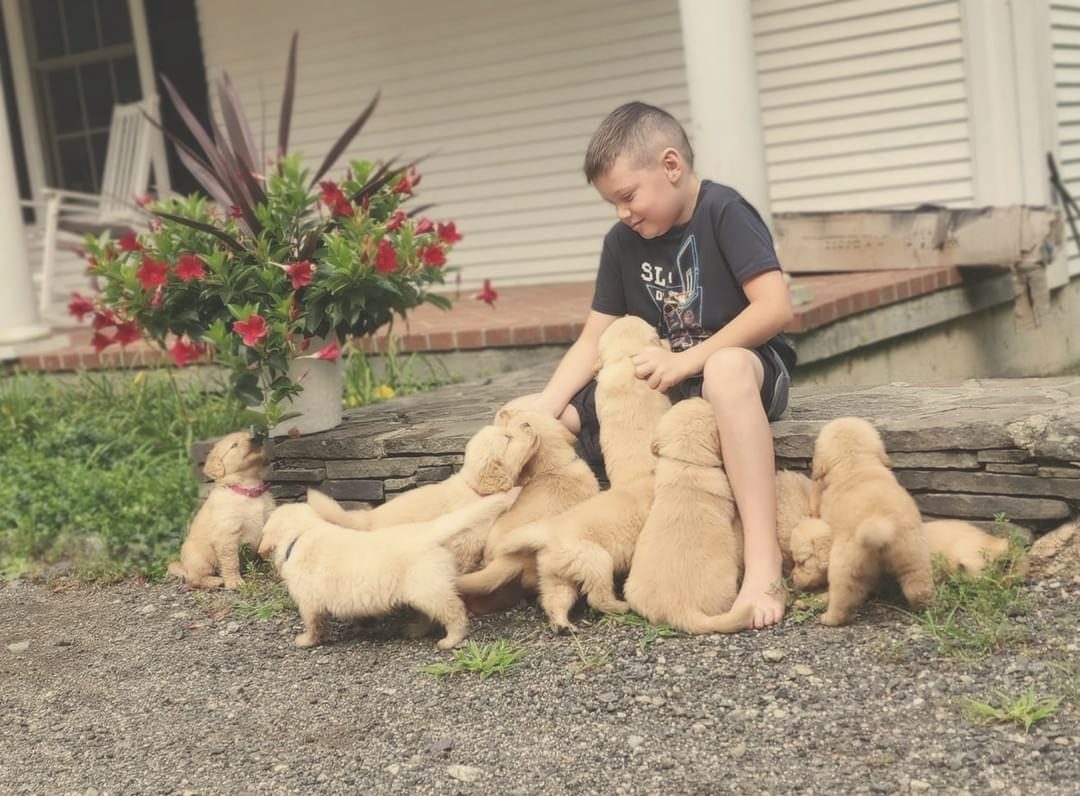 A young boy sitting with a litter of golden retriever puppies