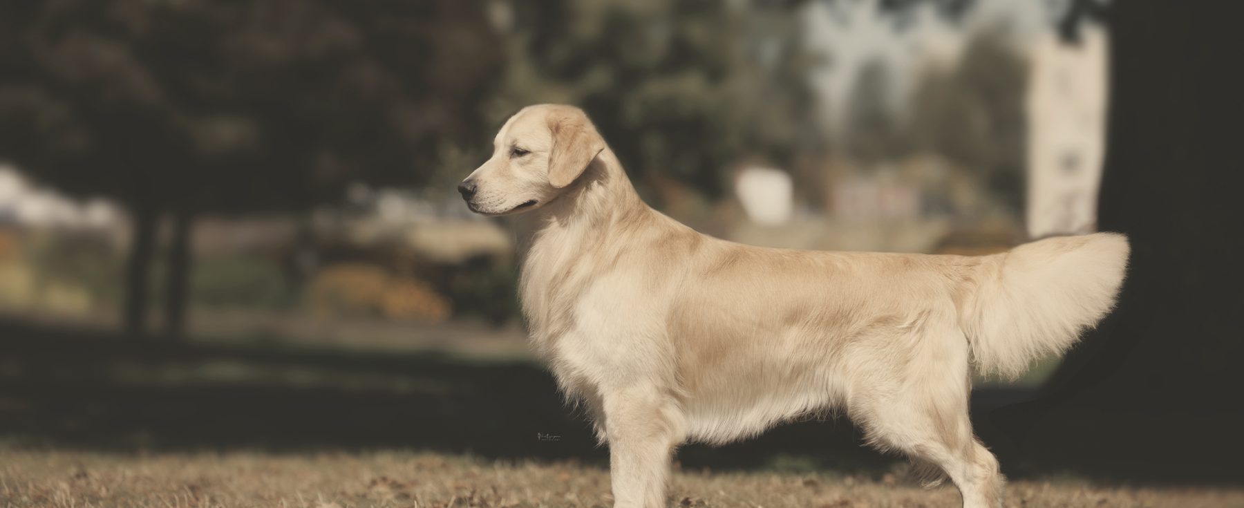 A golden retriever at the treeline in atmospheric autumn light