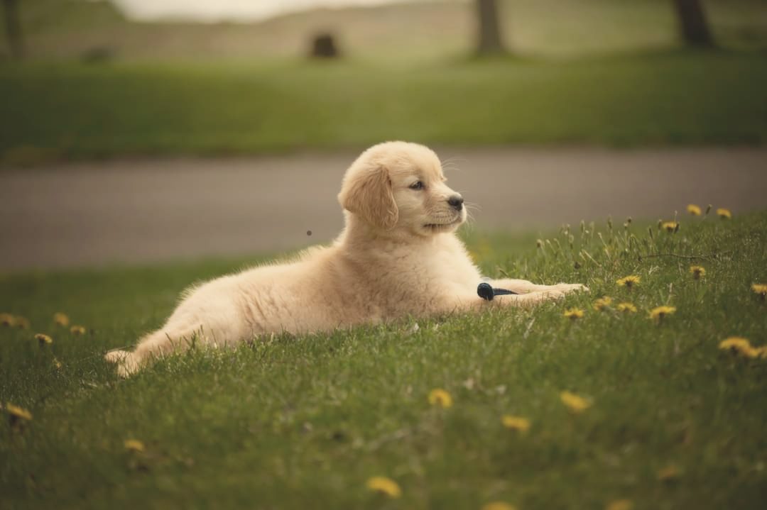 A golden retriever puppy lying in dandelions