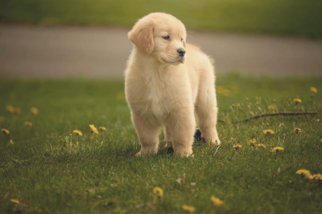 A golden retriever puppy standing in a field of dandelions
