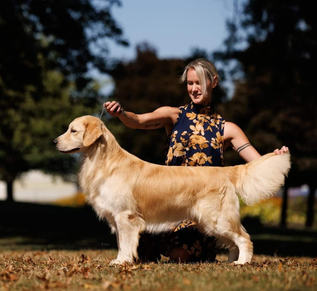 A cream golden retriever standing in a show stack